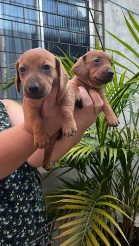 Filhotes de Dachshund