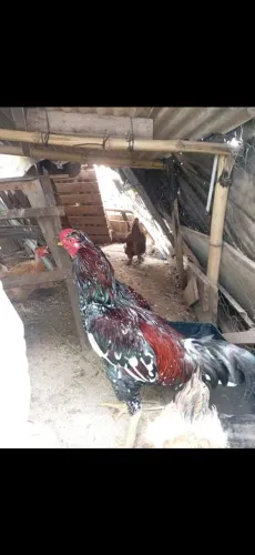 Galo ?