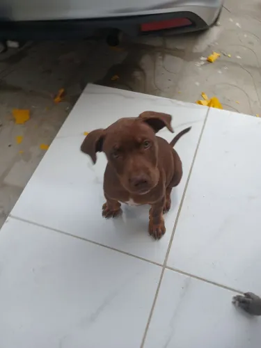 Pitbull filhote