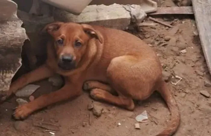 Doação, cãozinho dócil, ainda é um filhote.