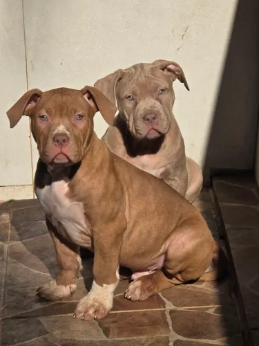 Pit Monster com pedigree