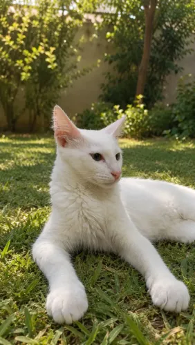 Gato branco de pelo longo para adoção responsável