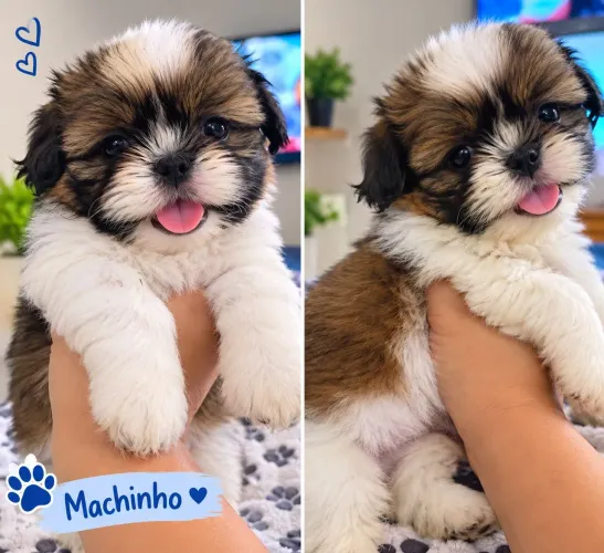 Filhote machinho Shitzu