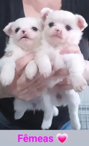 Chihuahua pelo longo Fêmea