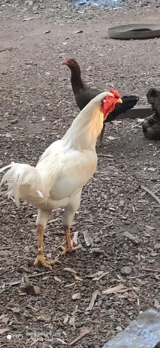 Golo índio exótico