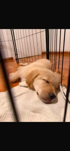 Filhote Golden Retriever 