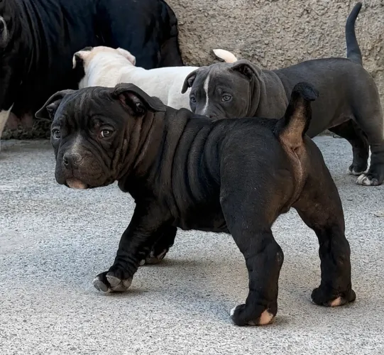 American bully