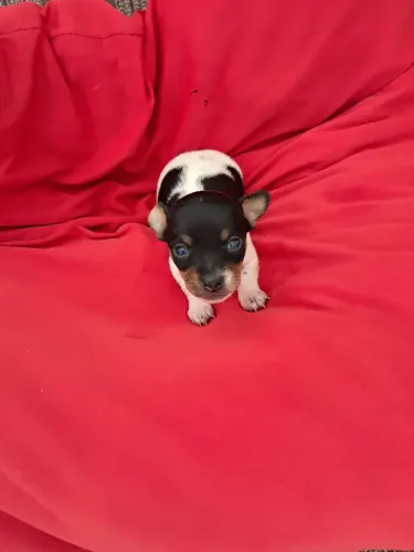 Filhotes de pinscher 0 (fêmea)