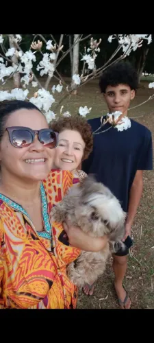 Procura-se cachorrinha Shitzu