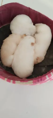 VENDO FILHOTES DE SPITZ ALEMÃO - LULU DA POMERÂNIA