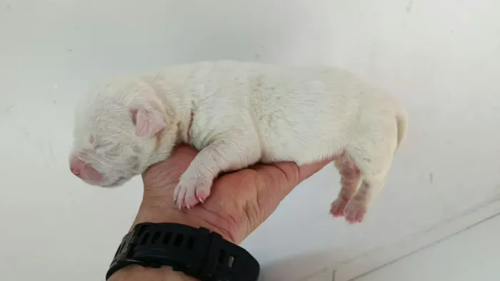 Vendo filhote de dogo argentino femea 10 dia de vida