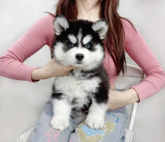 Cãozinho Husky Siberiano com ótima estrutura e pelagem exuberante