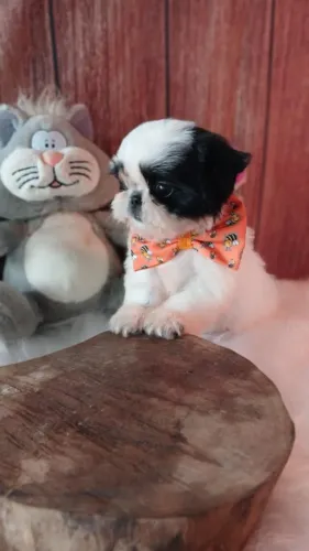 SHIHTZU FILHOTE AMIGO