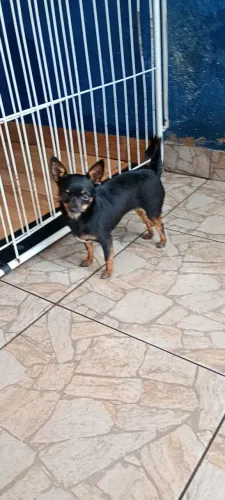 Procuro namorado chihuahua 