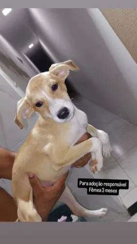 Para adoção responsável 