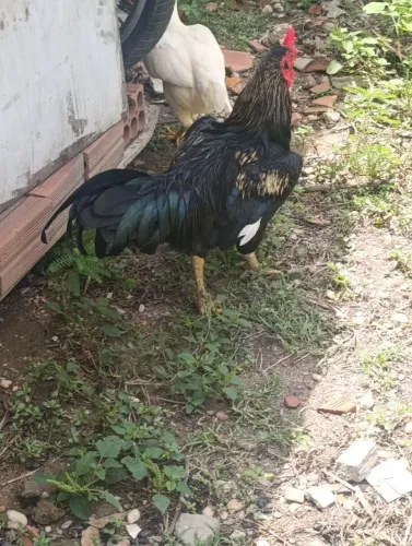 Galo Tailandês