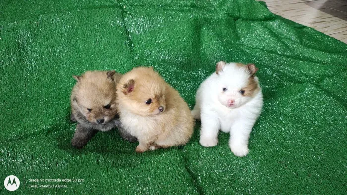 Lulu da pomerania fêmea