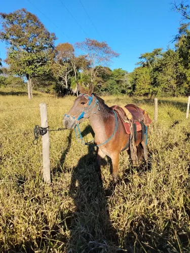 Vendo burro