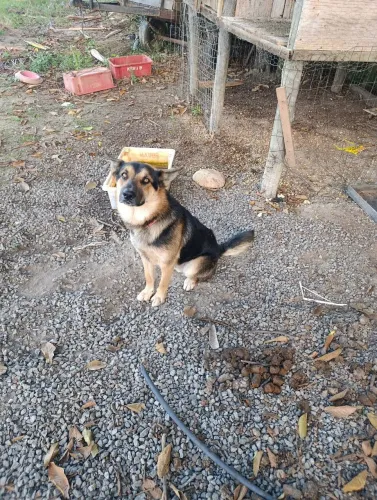 vendo pastor capa preta 10 meses