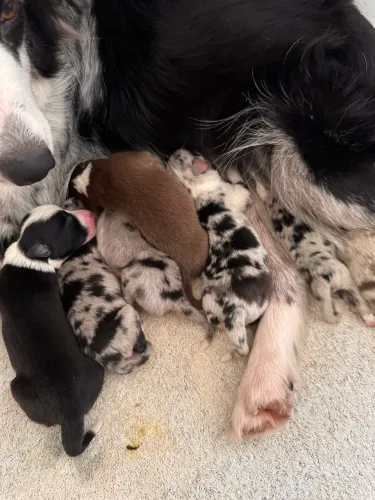 Vendo filhotes de Border Collie Linhagem Blue Merle (Machos)