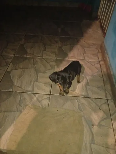 Basset 