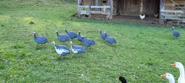 Galinha Angola, lote de 6 unidades R$ 420,00