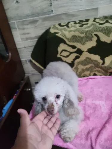 Poodle Toy macho  chocolate