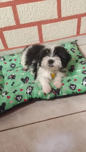 Lê a descrição do anúncio: filhote de shorkie 