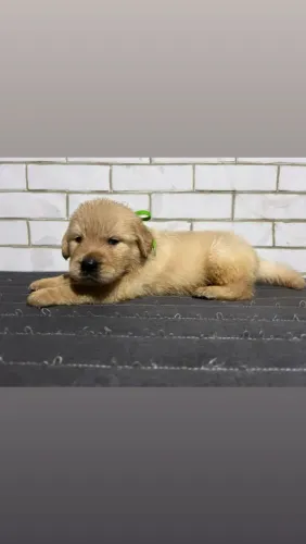 Golden Retriever Filhotes