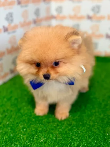Spitz Alemão Macho