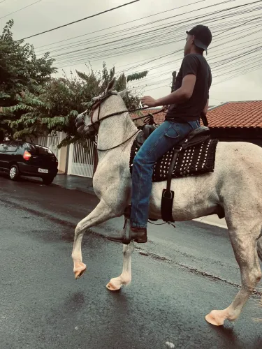 Vendo cavalo Quarto de milha 