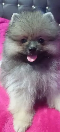 Zpits alemão anaozinho