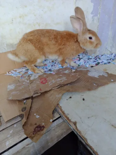 Coelhos adultos