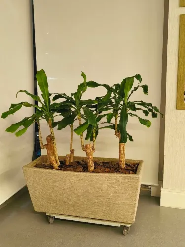 VASO DE FLOR - DRACENA (PAU D'ÁGUA)