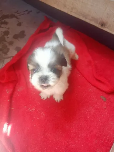 Cachorro 