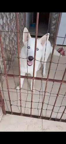 Husk branco olhos azuis 5 meses raça pura