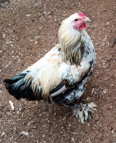Galo da raça Brahma