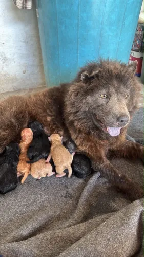 Cachorro Chow Chow