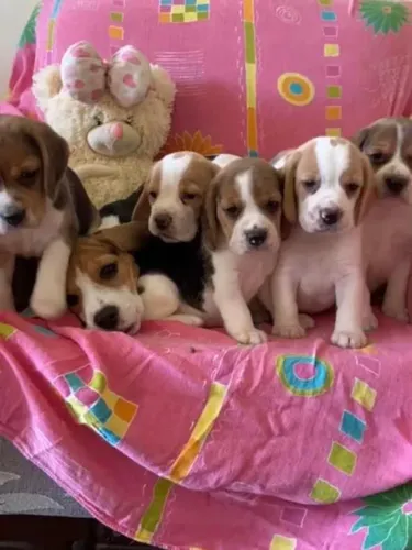 Beagles machos na promoção