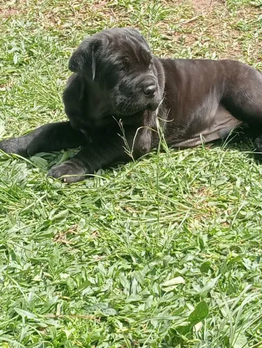Cane corso macho