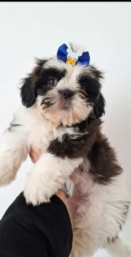 Filhote fêmea shih tzu