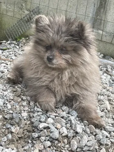 Lulu da pomerania macho