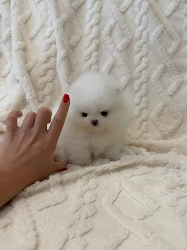 Vendo lindos spitz alemão branquinho mini