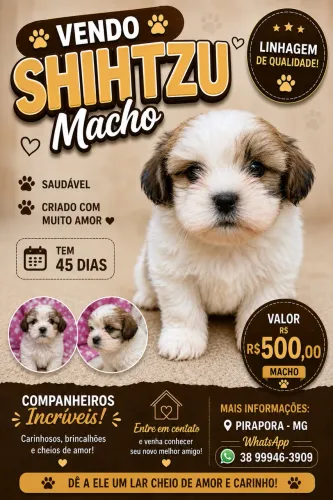 Vendo Shih Tzu Macho