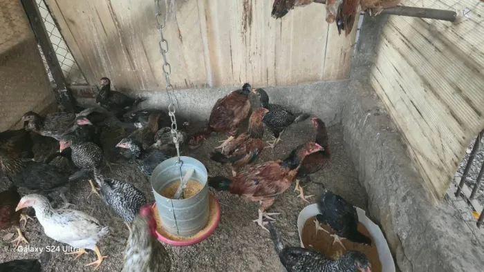 Frango e franga caipira