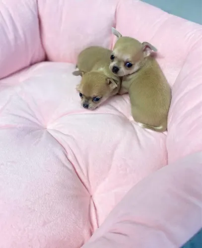 Chihuahua mini Pelo curto filhotinhos fulvos ac cartão