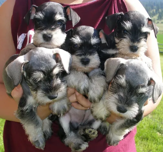 Schnauzer ninhada disponível 