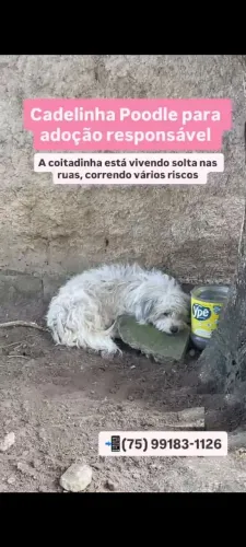Poodle disponível para adoção!