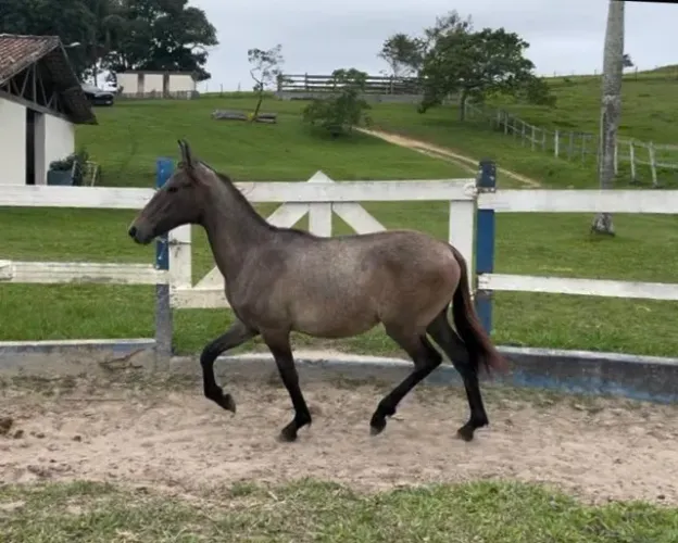 Potro mangalarga marchador