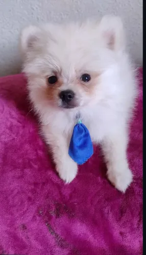 Filhote Spitz Alemão Macho (Pedigree)